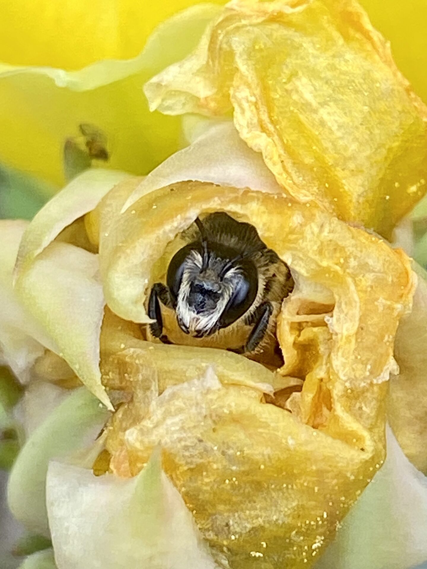 Bee peaking out from inside a yellow flower